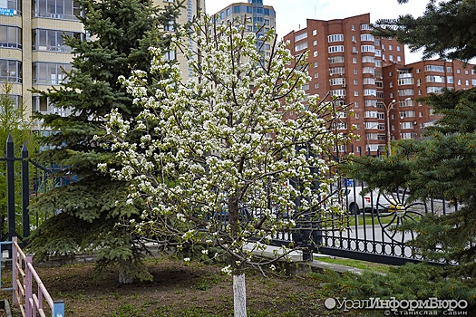 Жара спровоцировала раннее цветение яблонь в Екатеринбурге. Для них это вредно?
