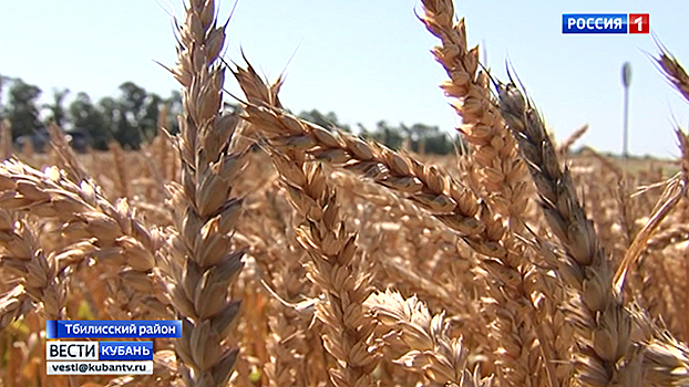 Губернатор Кубани дал поручение аграриям завершить уборку озимых за 10 дней