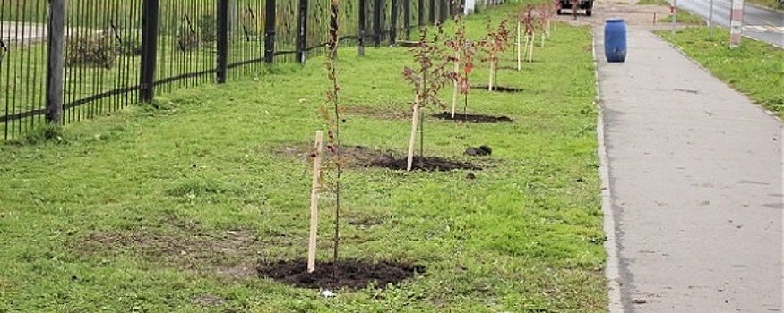 К юбилею Иванова десантники высадили аллею декоративных яблок