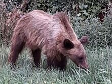 Мэр Магаса спас трех оренбургских медведей