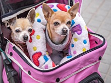 Россельхознадзор выступил в защиту животных‐путешественников