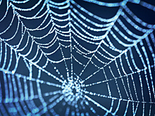 Найдена самая большая в мире паутина