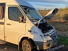 В Котельничском районе водитель «Мерседеса» насмерть сбил лося