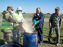 Изгнанная из центра лютая мошка набросилась на волгоградцев в южных районах