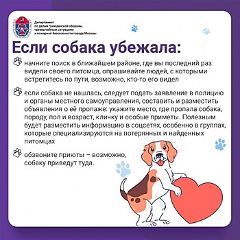 В Службе 112 рассказали о пропаже собак