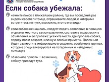 В Службе 112 рассказали о пропаже собак
