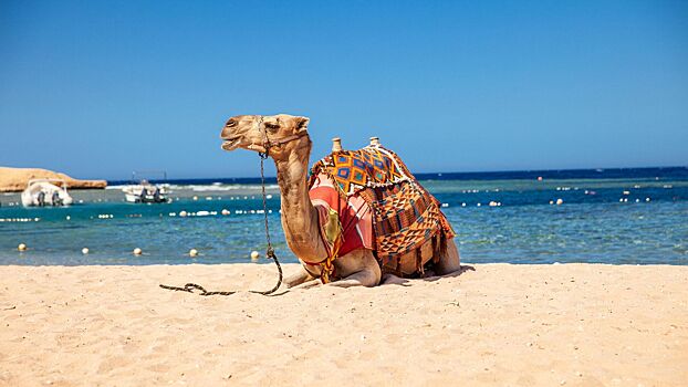 Летний отдых в Египте 2024: пляжи и достопримечательности