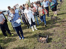 Учёные представили аграриям лучшие региональные сорта картофеля