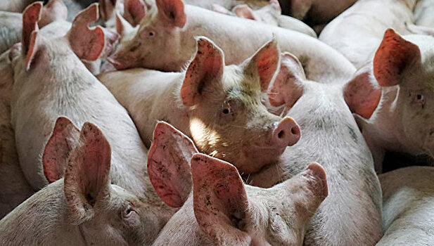 В Китае зафиксировали вспышку африканской чумы свиней