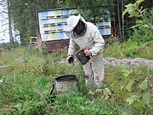 Как сделать выгодной продажу нижегородского мёда?