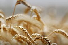 Рекордный урожай зерна спровоцировал падение цен