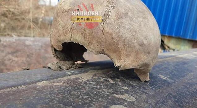 Жители Тюмени нашли на улице череп