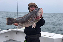 Рыбак поймал губана-таутогу рекордного размера