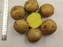 Удмуртские учёные вывели новый высокоурожайный сорт картофеля