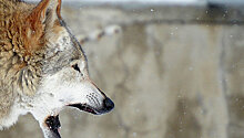 В Киргизии из зоопарка сбежал волк. Виноваты посетители
