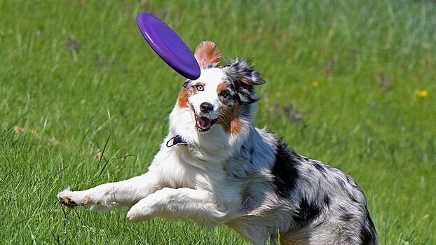 В Китае предлагают номера с собаками