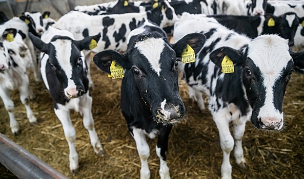 В Волгоградской области животноводческие хозяйства увеличивают поголовье скота