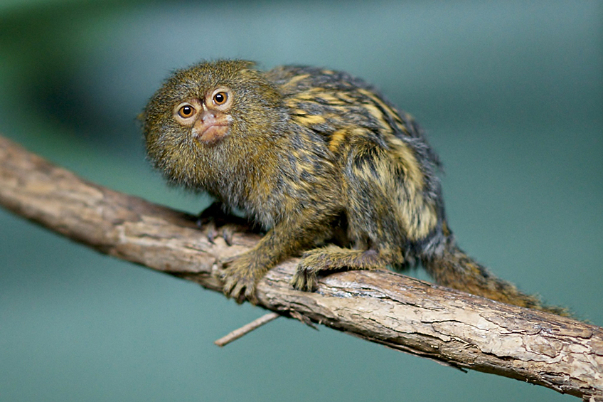 Карликовая мартышка (Cebuella pygmaea) — самая маленькая обезьяна в мире. Крошечные существа живут в тропических лесах Южной Америки и, как правило, имеют рост 11,7–15,7 см, не считая хвостов.