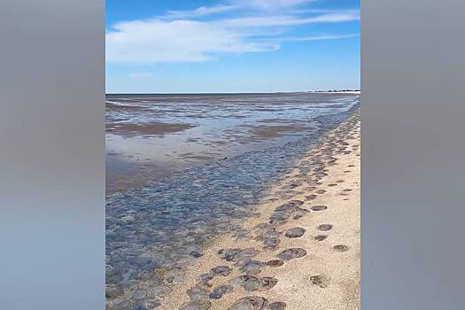 В российском городе отлив обнажил инопланетные пейзажи