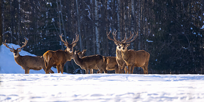 Трассу Салехард - Надым перекрыла пробка из стада оленей