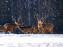 Трассу Салехард - Надым перекрыла пробка из стада оленей