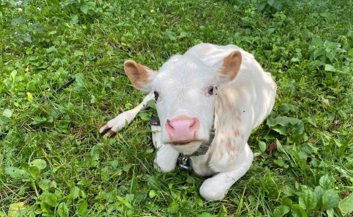 В Курской области многодетная семья заключила социальный контракт и купила коров