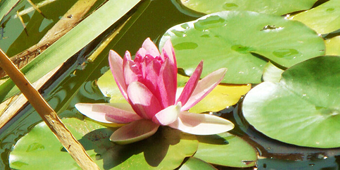 В Боливии растет самая большая в мире кувшинка