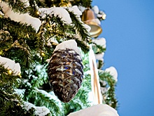 Властям Петербурга не поступало жалоб на руферов, забравшихся на елку