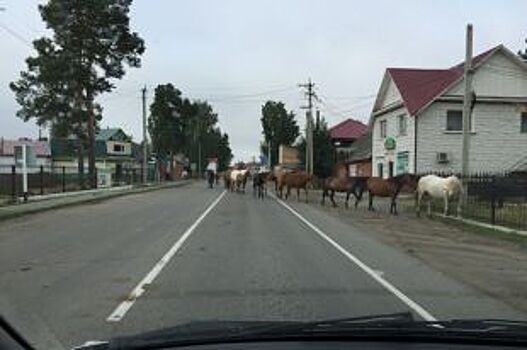 Попал под лошадь водитель «Волги» из алтайского села Улаган