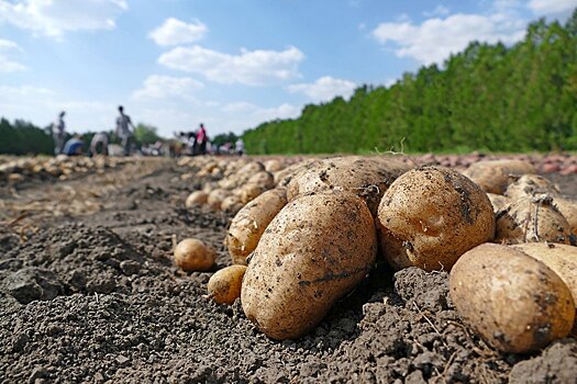 Россия увеличит производство овощей, плодов и ягод
