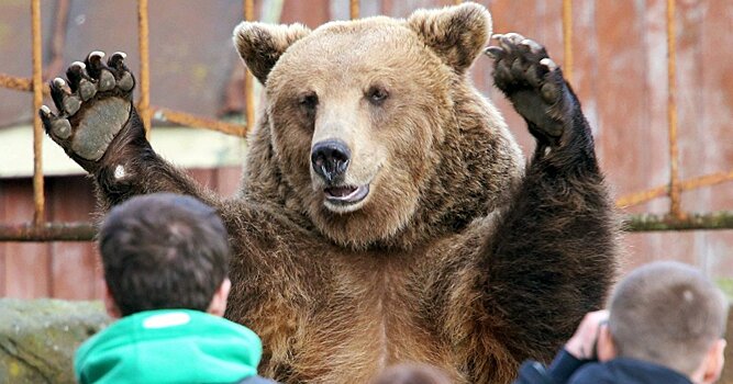 «Русские сильные, словно медведи»