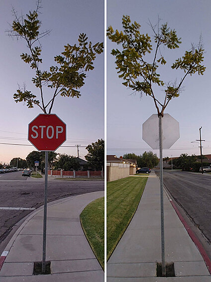 Это дерево выросло внутри знака 