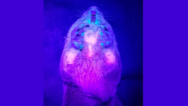 Зоологи нашли светящегося в ультрафиолете суслика