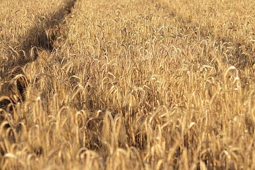 МСХ РФ подтвердил квотирование экспорта зерновых и экспортную пошлину на пшеницу в 2021 году