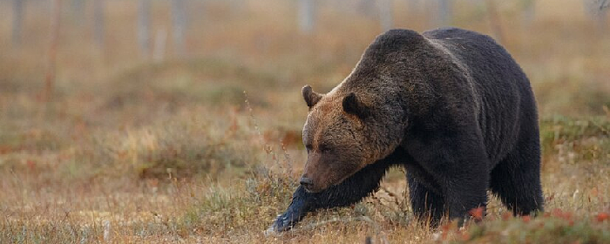 Министр Новосибирской области Евгений Шестернин назвал преувеличенными слухи об опасности медведей