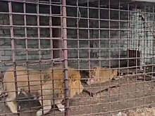 У жителя Северной Осетии забрали двух львов, которых он содержал незаконно