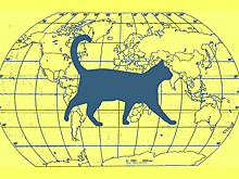 С корабля на ручки: как и почему кошки путешествовали по миру