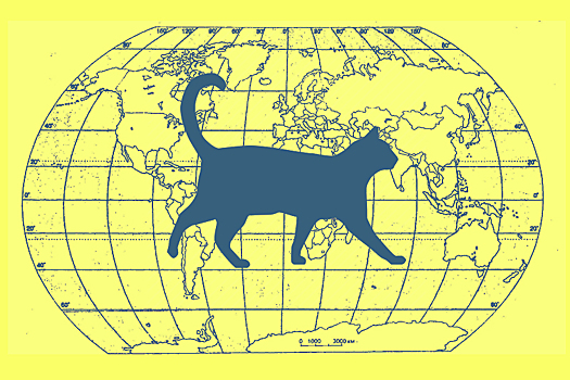 С корабля на ручки: как и почему кошки путешествовали по миру
