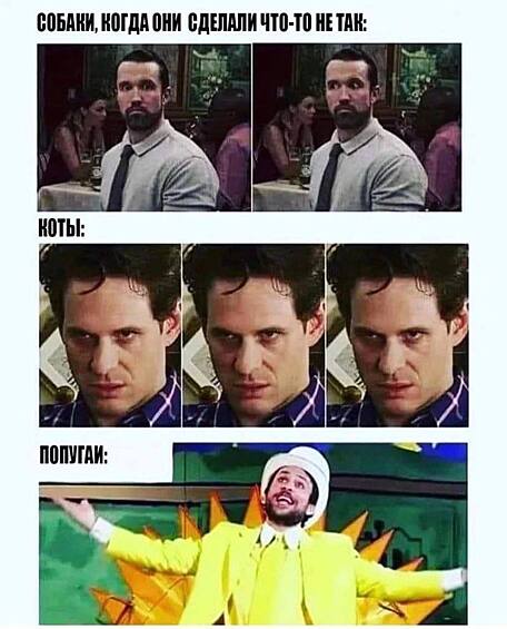 Нельзя не шутить о любимых питомцах.