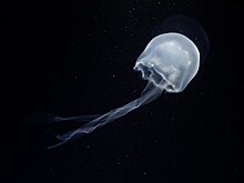 На Лангкави решили запастись противоядием от поражения кубомедузой