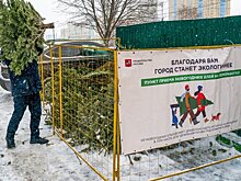 Москвичи сдали на утилизацию более 27,5 тыс. хвойных деревьев с начала акции «Елочный круговорот»