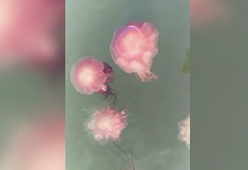 Большие красные медузы в Амурском заливе удивили местных жителей