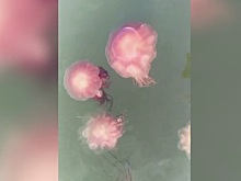 Большие красные медузы в Амурском заливе удивили местных жителей