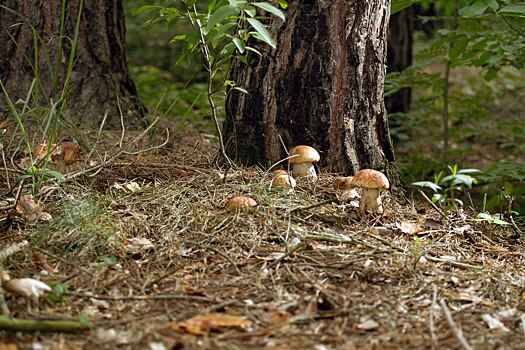 Первые съедобные летние грибы появились в Подмосковье