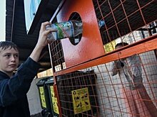 В России задумались о штрафах за нарушение раздельного сбора мусора
