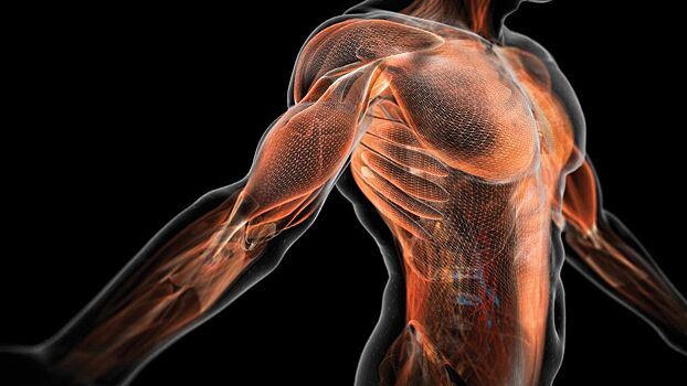 Что разрушает мышцы?