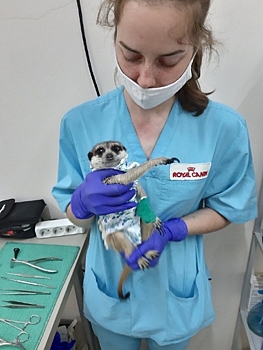 Нижегородские ветеринары спасли беременного суриката