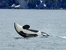 Нападение китов-убийц на яхту сняли на видео