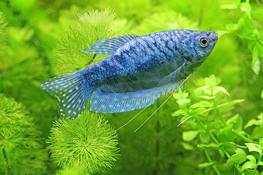 Секреты ухода за аквариумными рыбками раскроют в комплексе «Кузьминки-Люблино»