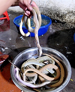 Вьетнамская кухня: змеи на тарелке